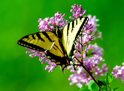 黄色和黑色蝴蝶栖息在粉红色花朵上的特写照片